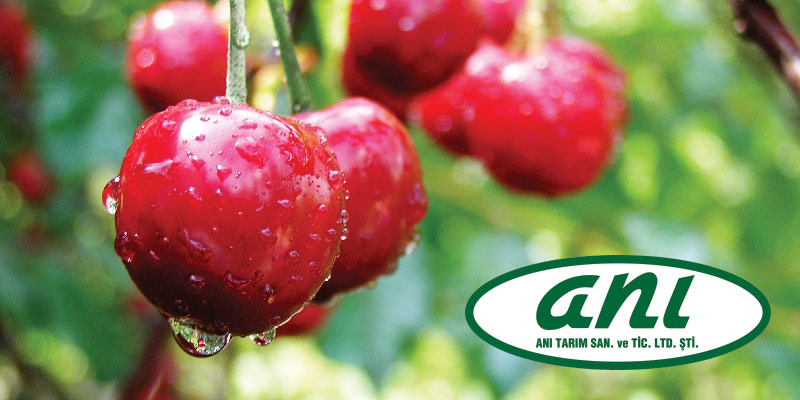 Anı Tarım Fresh Fruits