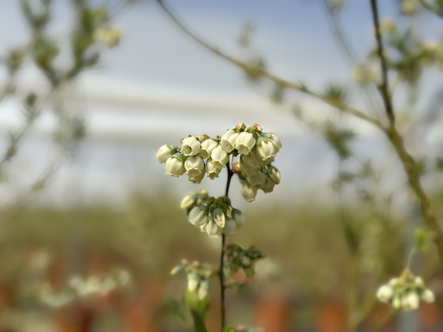 Oragro Farm