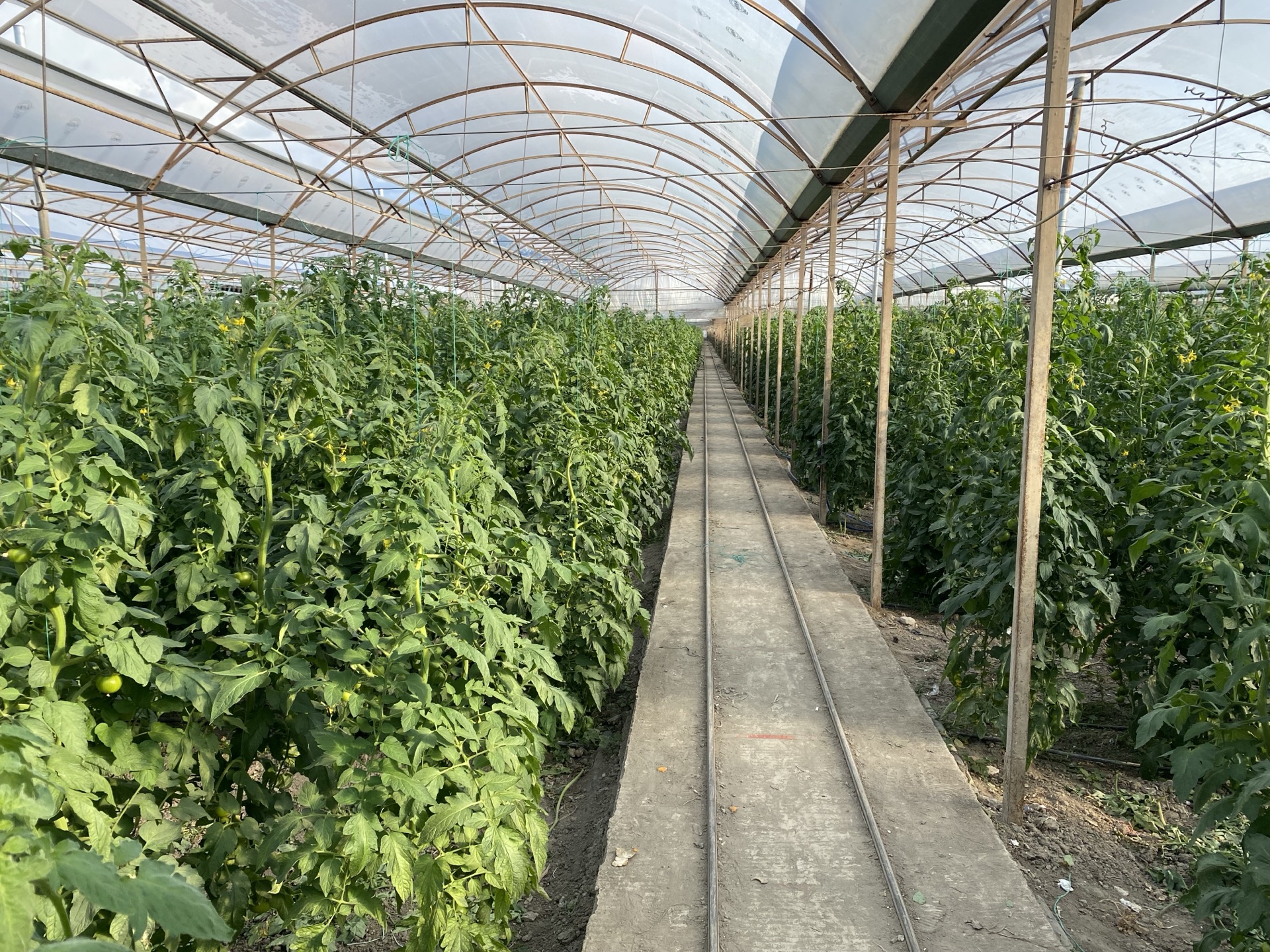 Agro Seracılık