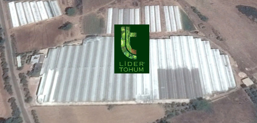 Lider Tohum